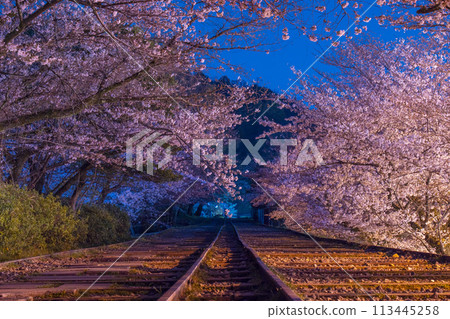 蹴上斜坡夜櫻 蹴上斜坡夜櫻 113445258