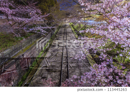 Keage Incline Cherry Blossoms at Night Keage Incline Cherry Blossoms at Night 113445263
