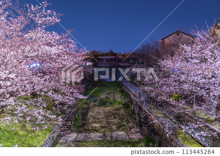蹴上斜坡夜櫻 113445264