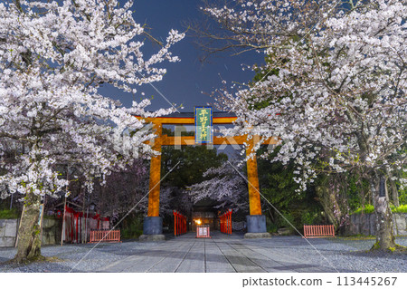 平野神社夜晚的櫻花盛開 113445267
