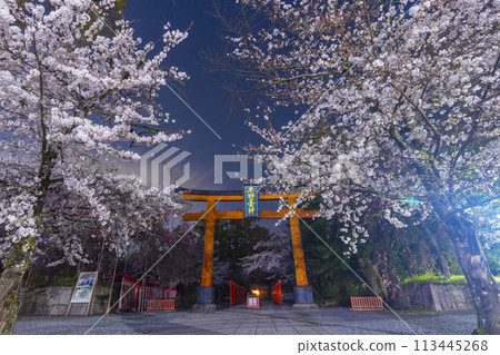 平野神社夜晚的櫻花盛開 平野神社夜晚的櫻花盛開 113445268