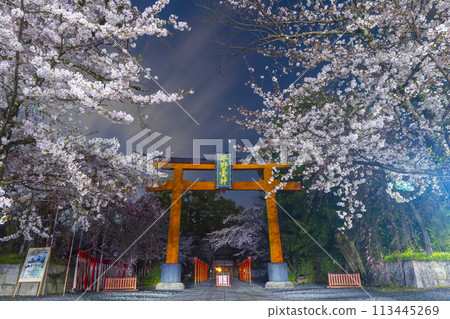 平野神社夜晚的櫻花盛開 113445269