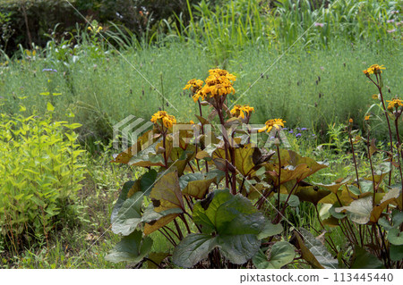 黃花紅葉鯔魚/菊科 113445440