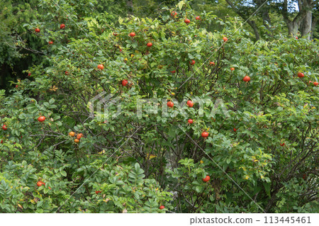 Hama Nasu樹結有紅色果實[玫瑰果] 113445461