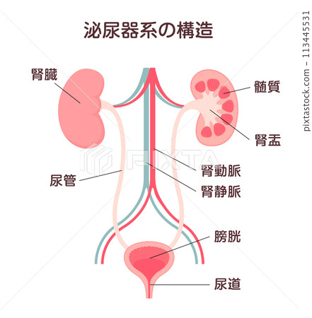 泌尿系統向量圖的結構 113445531