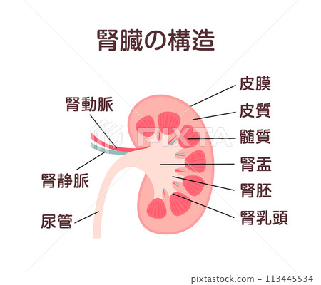 Kidney structure Vector illustration 113445534