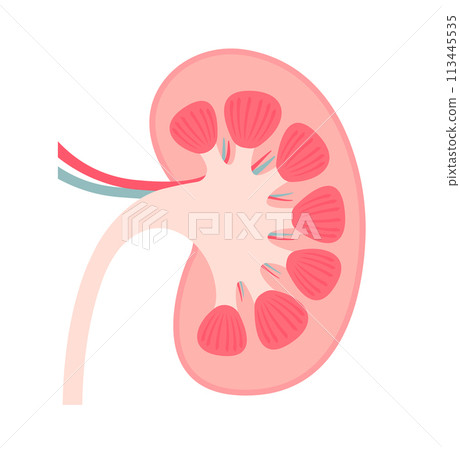 腎臟結構向量圖(無文字) 腎臟結構向量圖(無文字) 113445535