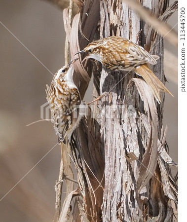 Male treecreeper courting and feeding female 113445700