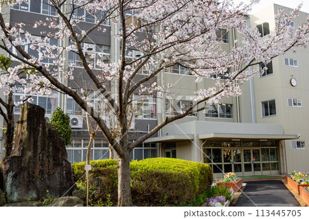 Sakura and elementary school building Sakura and elementary school building 113445705