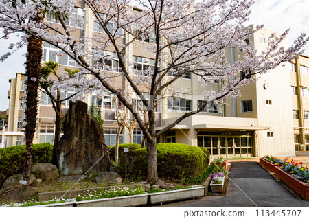 櫻花和小學大樓 櫻花和小學大樓 113445707
