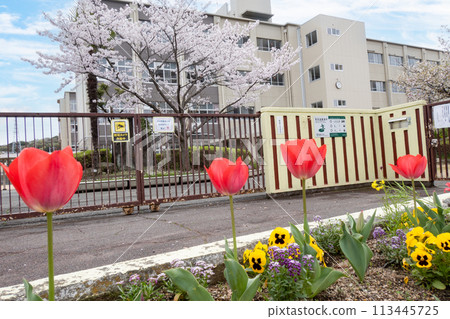 Cherry blossoms, elementary school building, blue sky and tulips Cherry blossoms, elementary school building, blue sky and tulips 113445725