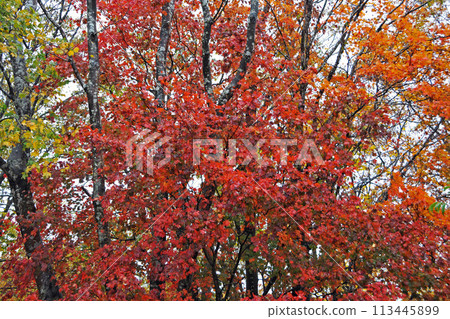 Autumn leaves Autumn leaves 113445899