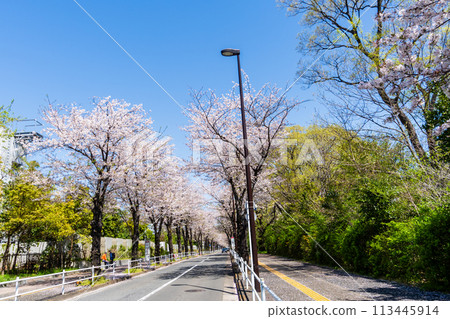 A road lined with fresh greenery and cherry blossom trees 113445914