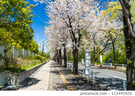 A road lined with fresh greenery and cherry blossom trees A road lined with fresh greenery and cherry blossom trees 113445920