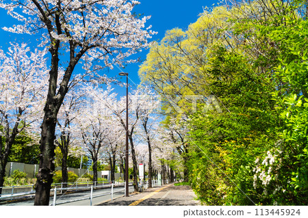 A road lined with fresh greenery and cherry blossom trees A road lined with fresh greenery and cherry blossom trees 113445924