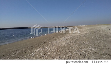 大量冬季候鳥、黑頭鷗，在上見川濱海岸 113445986