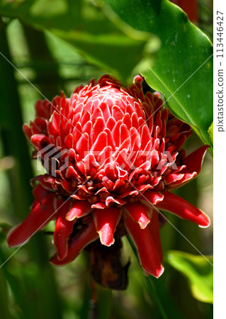 Close up on a red torch ginger Close up on a red torch ginger 113446427