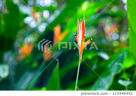 Heliconia psittacorum Heliconia psittacorum 113446442