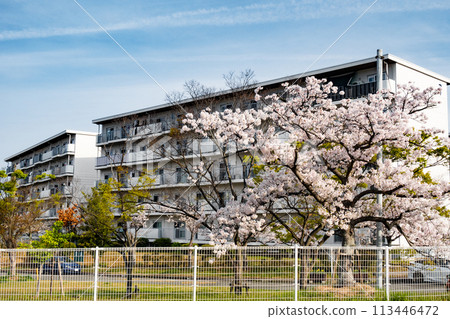Cherry blossoms in full bloom in the housing complex 113446472