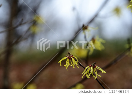 Yellow flower of Manzaku 113446524