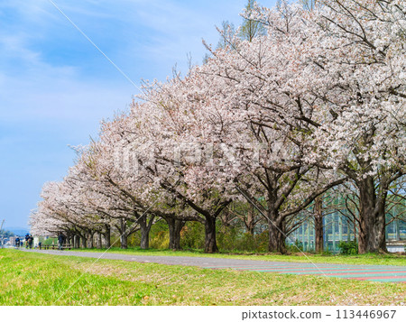 多摩川沿岸的櫻花景色 多摩川沿岸的櫻花景色 113446967