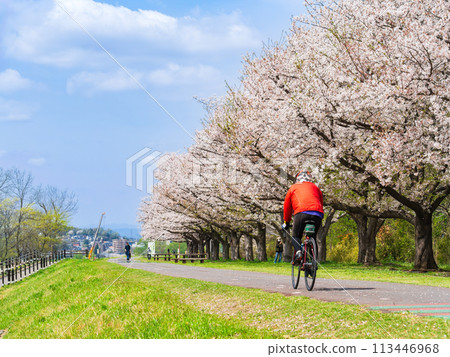 多摩川沿岸的櫻花景色 多摩川沿岸的櫻花景色 113446968