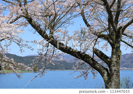 Spring cherry blossoms along Lake Yogo in Shiga Prefecture Spring cherry blossoms along Lake Yogo in Shiga Prefecture 113447035