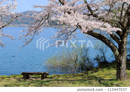 滋賀縣，與戈湖畔的春天櫻花 113447037