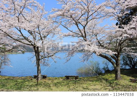 Spring cherry blossoms along Lake Yogo in Shiga Prefecture 113447038