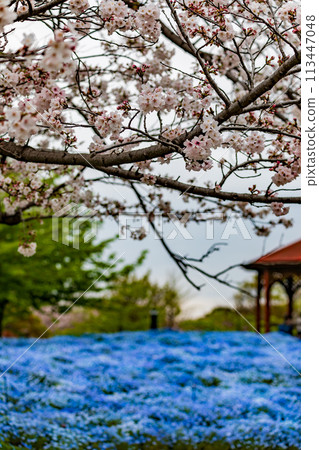 Cherry blossoms in full bloom 113447048