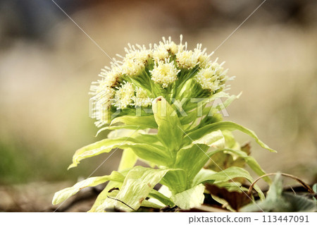 早春胡桃黃油 早春胡桃黃油 113447091