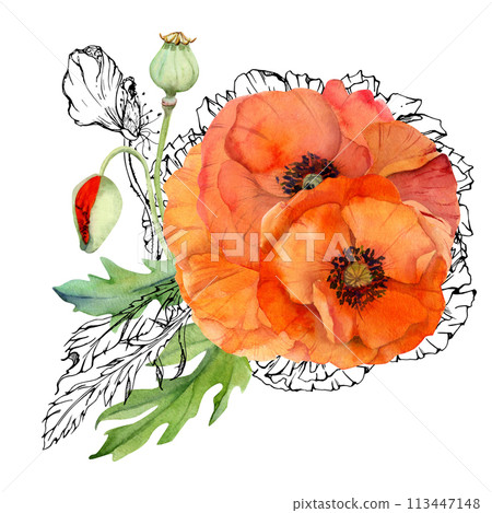 Hand drawn watercolor botanical illustration flowers leaves. Red poppy papaver, stems buds seedpods. Field bouquet isolated on white background. Design wedding, love cards, remembrance day stationery 113447148