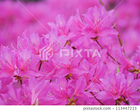 開花的杜娟花花 113447213