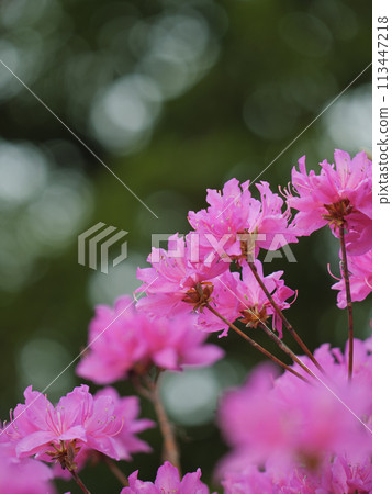 開花的杜娟花花 開花的杜娟花花 113447218