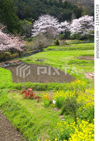 盛開的油菜花和櫻花點綴著毛呂山町的梯田 盛開的油菜花和櫻花點綴著毛呂山町的梯田 113447219