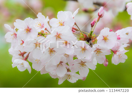 櫻桃花瓣 櫻桃花瓣 113447220