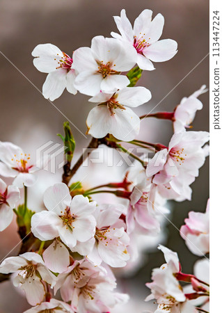 Cherry petals 113447224