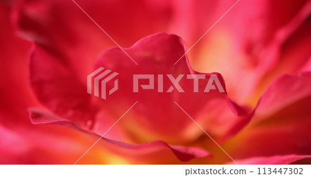 Pink yellow rose flower. Macro flowers background for holiday design Pink yellow rose flower. Macro flowers background for holiday design 113447302