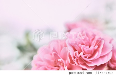 Pink rose Bonica on blurred green background. Soft focus 113447308