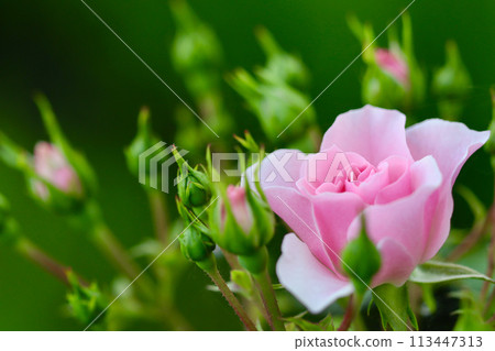 Pink rose Bonica with buds in the garden. Perfect for background of greeting cards 113447313