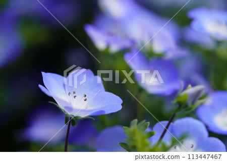 藍色粉蝶特寫 jj 113447467