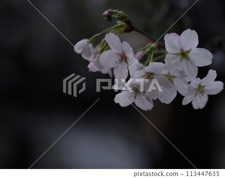 Cherry blossoms on a cloudy day in April 113447635