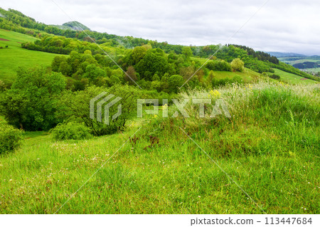 carpathian countryside landscape in spring. mountainous landscape of ukraine with forested hill and green meadows on a rainy day carpathian countryside landscape in spring. mountainous landscape of ukraine with forested hill and green meadows on a rainy day 113447684