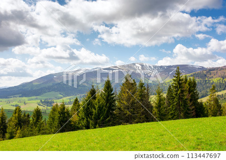 landscape of transcarpathia in spring. scenery with trees on the grassy hill. cozy green environment. sunny day with clouds on a blue sky. borzhava ridge in the distance 113447697