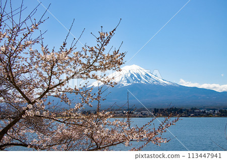 春天的富士山被白雪覆蓋，透過河口湖畔盛開的櫻花看到富士山 113447941
