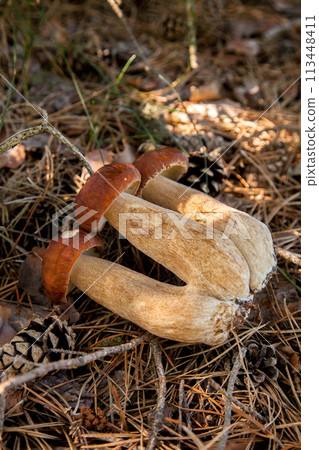 Triple porcini mushroom grows in pine tree forest at autumn season.. 113448411
