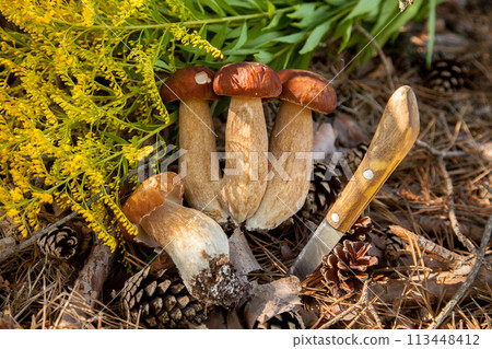 Several porcini mushrooms in pine tree forest at autumn season.. 113448412