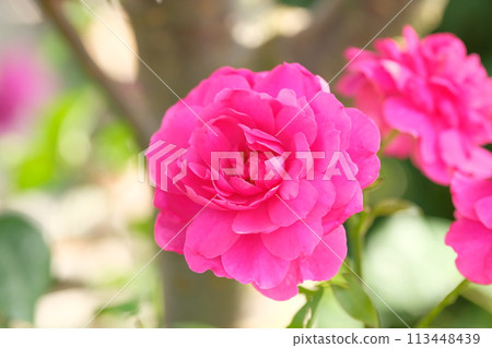 Rose of pink color Rose of pink color 113448439