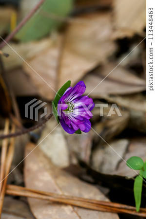 Snow Bunny Purple 113448463