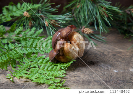 Small family of Imleria Badia or Boletus badius mushrooms commonly known as the bay bolete on vintage wooden background.. Small family of Imleria Badia or Boletus badius mushrooms commonly known as the bay bolete on vintage wooden background.. 113448492